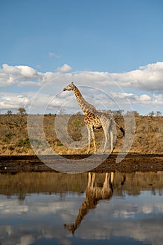 Giraffe reflected in water in South Africa