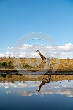 Giraffe reflected in water in South Africa