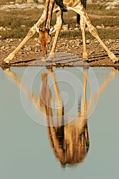 Giraffe reflection, Etosha National Park, Namibia