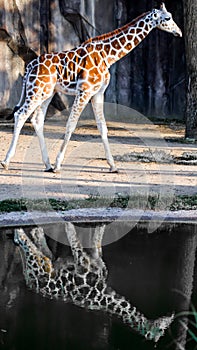 Giraffe With Reflection in Rain Puddle