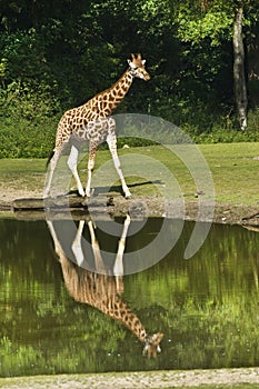 Giraffe with reflection in water