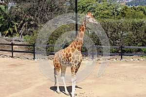 Giraffe