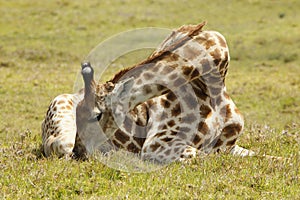 Giraffe resting