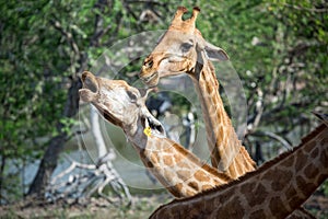 giraffe is resting in forest.