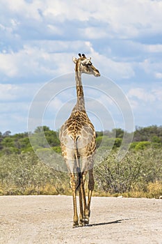 Giraffe on the road in Etosha Park, Namibia