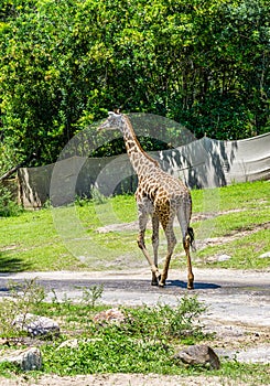 Giraffe In Road photo