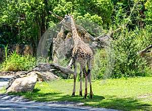 Giraffe In Road 2 photo