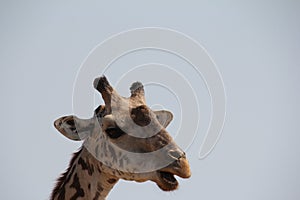 Giraffe at ruaha national park day time.