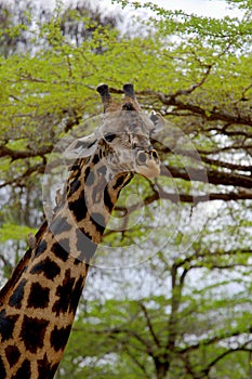 Giraffe in Ruaha National Park, Tanzania