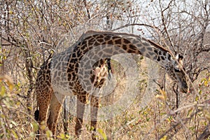 Giraffe at Ruaha national park ,Tanzania east Africa.