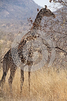 Giraffe at Ruaha national park ,Tanzania east Africa.