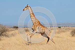 Giraffe running on African plains photo