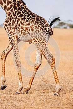 Giraffe running in grass field of Serengeti Savanna - African Tanzania Safari trip