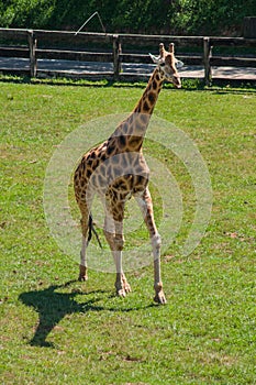 Giraffe running a hot day