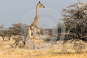 Giraffe running in the savannah in Etosha National Park in Namibia