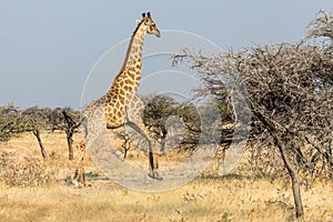 Giraffe running in the savannah in Etosha National Park in Namibia