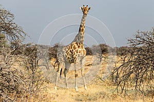 Giraffe running in the savannah in Etosha National Park in Namibia