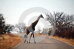 Giraffe's crossing