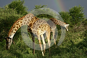 Giraffe's eating green vegetation with rainbow