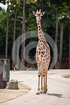 A giraffe`s habitat is usually found in African savannas, grasslands or open woodlands. 