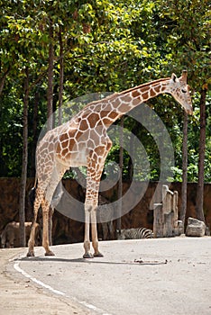 A giraffe`s habitat is usually found in African savannas, grasslands or open woodlands. 