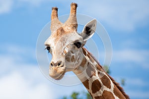 A giraffeÃ Â¸â¡s habitat is usually found in African savannas, grasslands or open woodlands photo