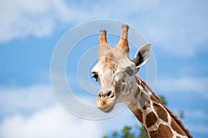 A giraffe`s habitat is usually found in African savannas, grasslands or open woodlands.