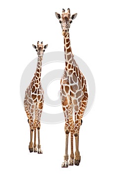 A giraffe`s habitat is usually found in African savannas, grasslands or open woodlands. Isolated on white background