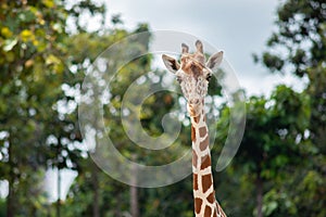 A giraffe`s habitat is usually found in African savannas, grasslands or open woodlands. Isolated on white background