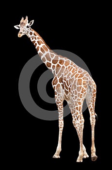 A giraffe`s habitat is usually found in African savannas, grasslands or open woodlands. Isolated on white background