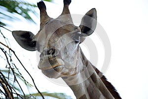 Giraffe`s head