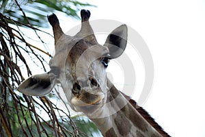 Giraffe`s head