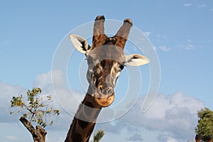 Giraffe's Head