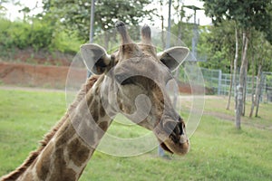 giraffe& x27;s head during feeding time