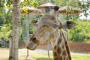 giraffe's head during feeding time