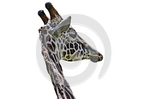 Giraffe`s head isolated