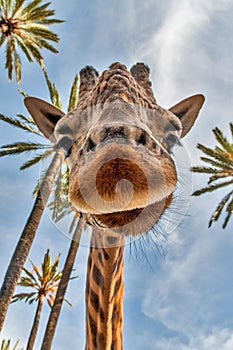 Giraffes head photo