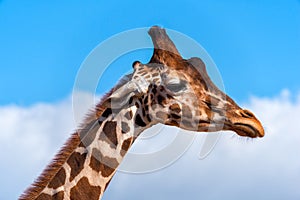 Giraffe's head profile