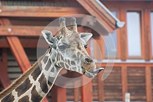 Giraffe's head, which shows the tongue. Head of a wild animal giraffe