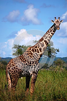 Giraffe in safari