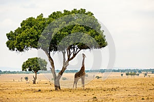 Giraffe in safari park