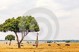 Giraffe in safari park