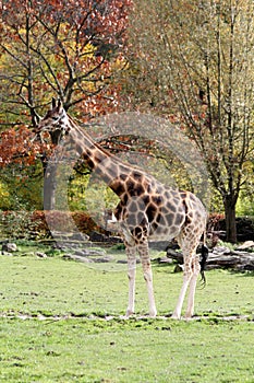 Giraffe in safari park