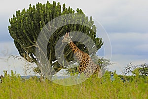 Giraffe in safari park in South Africa