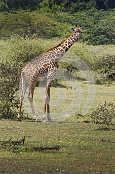 Giraffe on safari wild drive, Kenya.