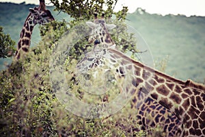 Giraffe on safari wild drive, Kenya.