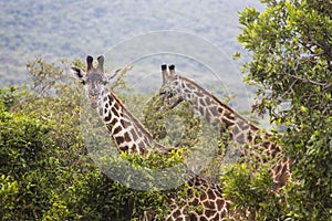 Giraffe on safari wild drive, Kenya.