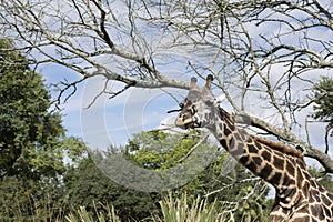 Giraffe on safari wild drive