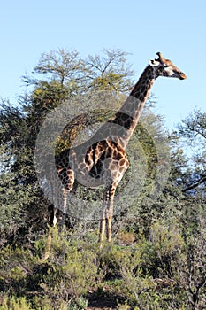 Giraffe in the Sanbona Wildlife Reserve