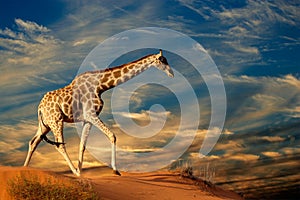 La giraffa (Giraffa camelopardalis) a piedi su una duna di sabbia con le nuvole, in Sud Africa.